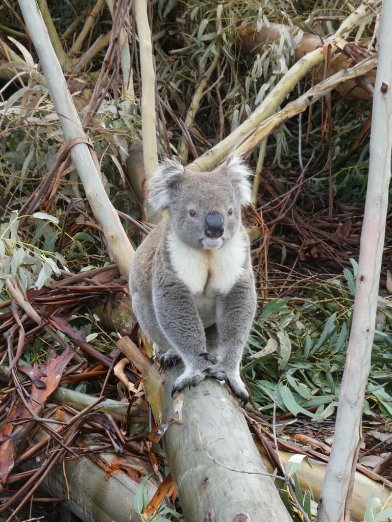 A koala stands on a cut down blue gum tree in the area. Picture: Supplied