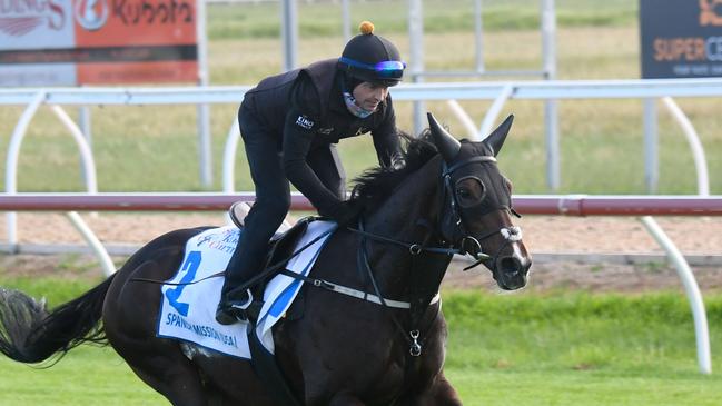 Melbourne Cup second favourite Spanish Mission during trackwork at Werribee. Picture: Getty Images