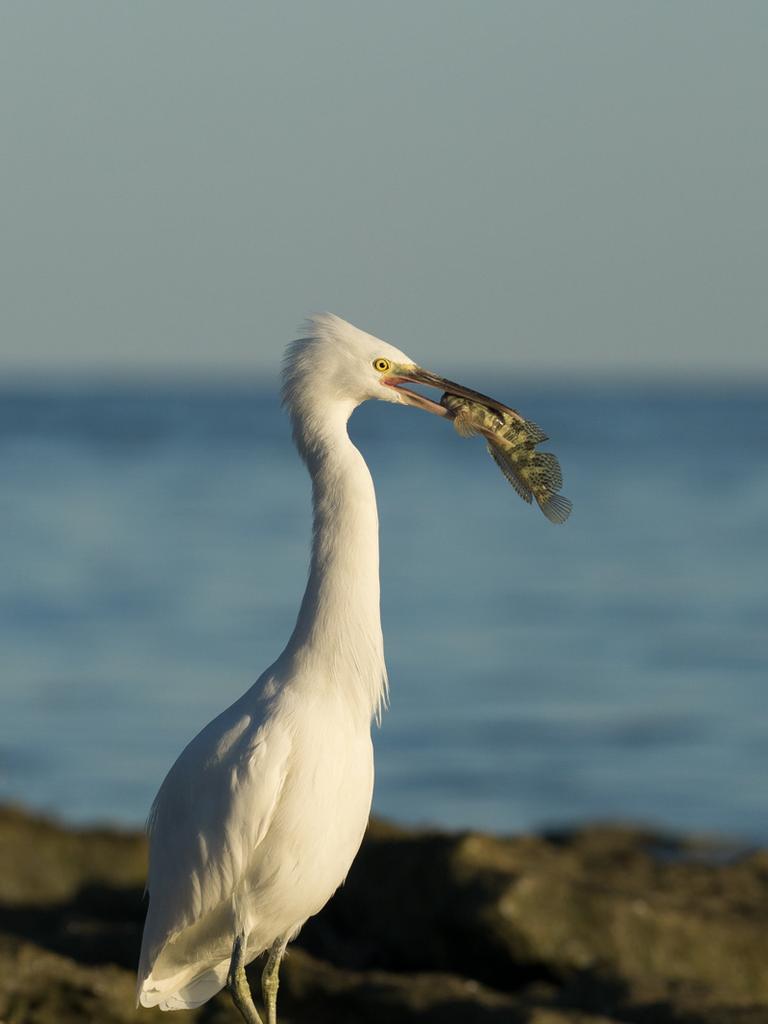 MORNING CATCH Jack McKee, Queensland. Age 17 EASTERN REEF EGRET, EGRETTA SACRA Lady Elliot Island, Queensland