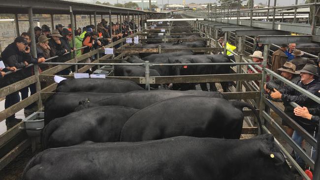 Warrnambool store cattle sale: Rain fails to dampen enthusiasm | The ...