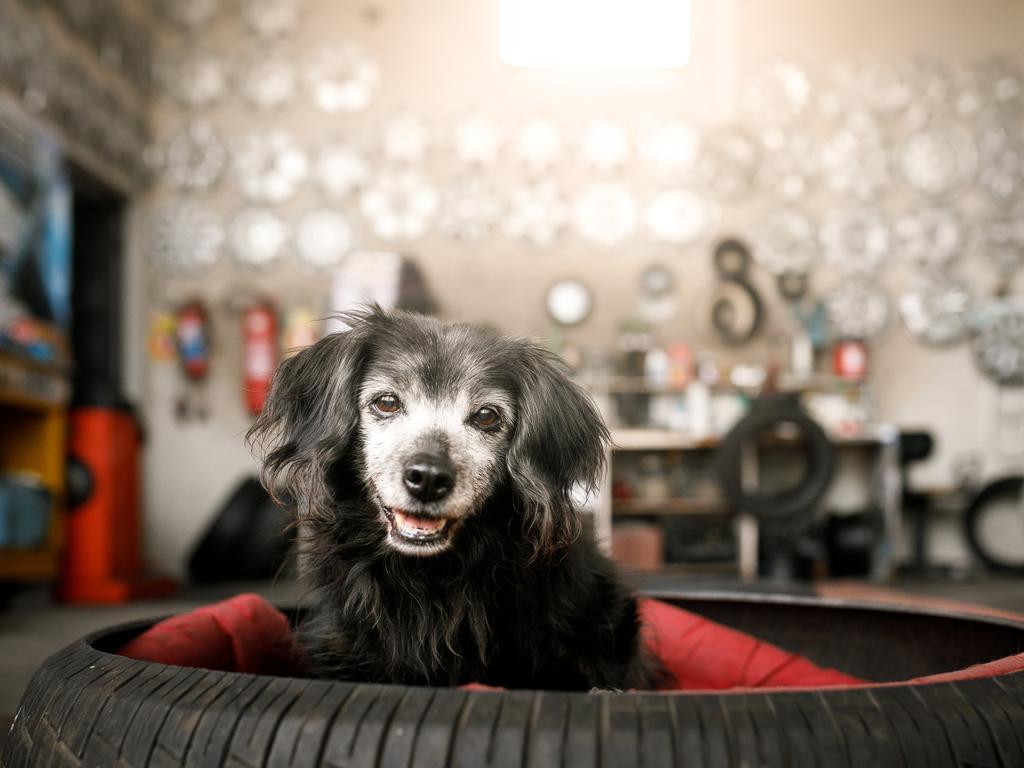 Quality of life is paramount and it’s so important to ensure our pets have the respect and dignity they deserve. Picture: iStock