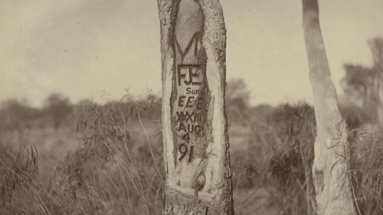 One of the other trees carved by the Wells expedition of 1891.