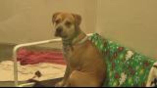 Maricopa County Animal Care and Control reopens East Valley shelter  following distemper outbreak | The Courier Mail