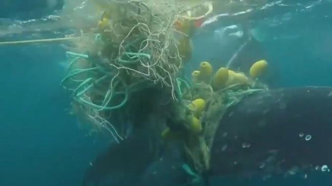 A screenshot from footage of the whale tangled in shark netting off the Tweed coast on Thursday. Picture: Sunrise