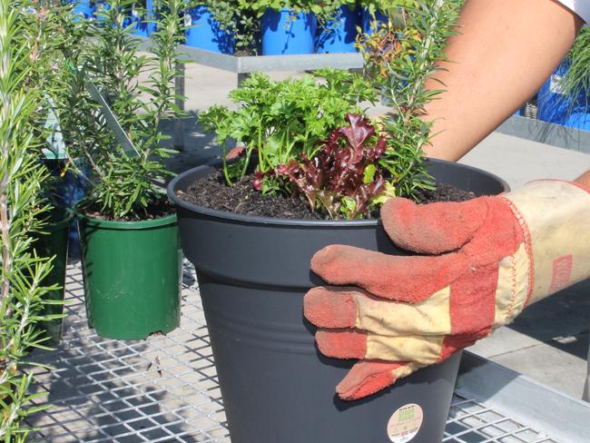 Planting an edible garden from Eden Gardens.