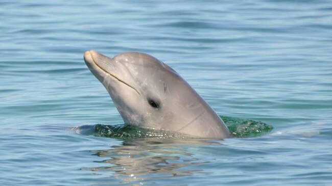 A Coffin Bay dolphin. Picture: Cecilia Passadore