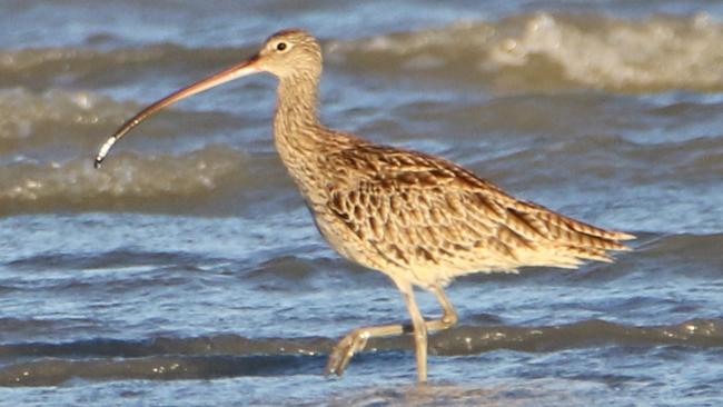 Unregulated watercraft use poses a threat to the critically endangered Eastern Curlew on nearby Deeban Spit. Picture: Supplied