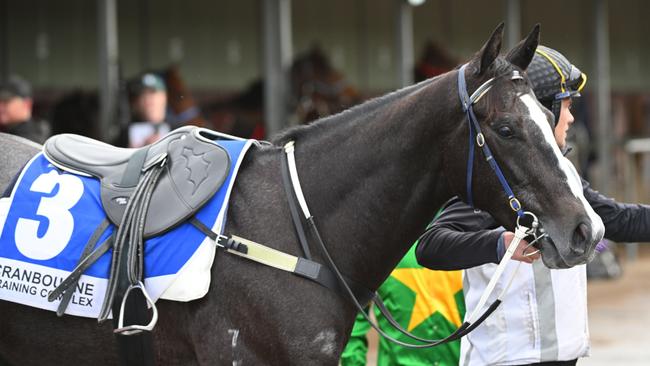 Bustling had a hit out at Cranbourne on Monday. Picture: Vince Caligiuri/Getty Images