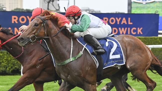 County Kilkenny is chasing his first Cup win at Cootamundra. Picture: Bradley Photos