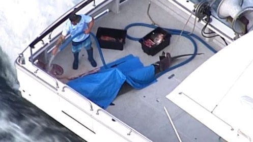 A shark captured off the Queensland coastline, following a fatal attack on the Gold Coast. Picture: ABC