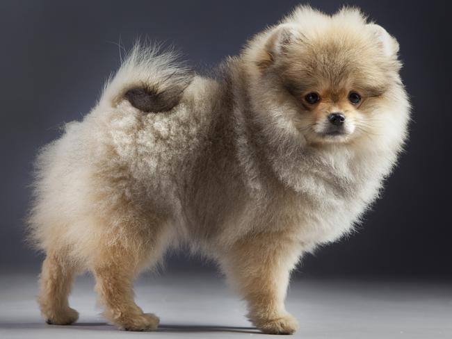 Pomerania puppy portrait in studio. Picture: istock