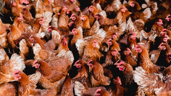 Avian influenza outbreaks that started on free range egg farms have cost taxpayers and farmers close to $40 million so far this year.