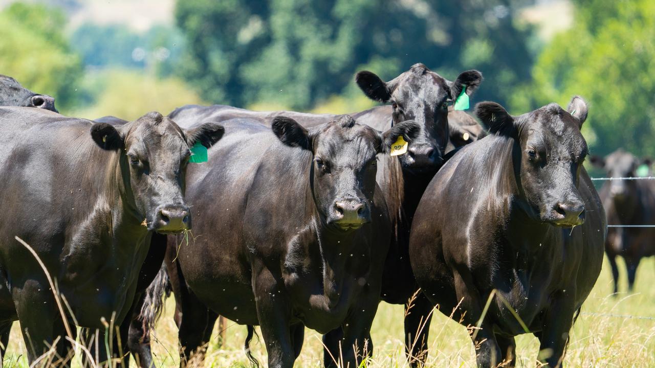 Three Rivers Angus: Top-quality cattle mean consistent prices for Joe ...