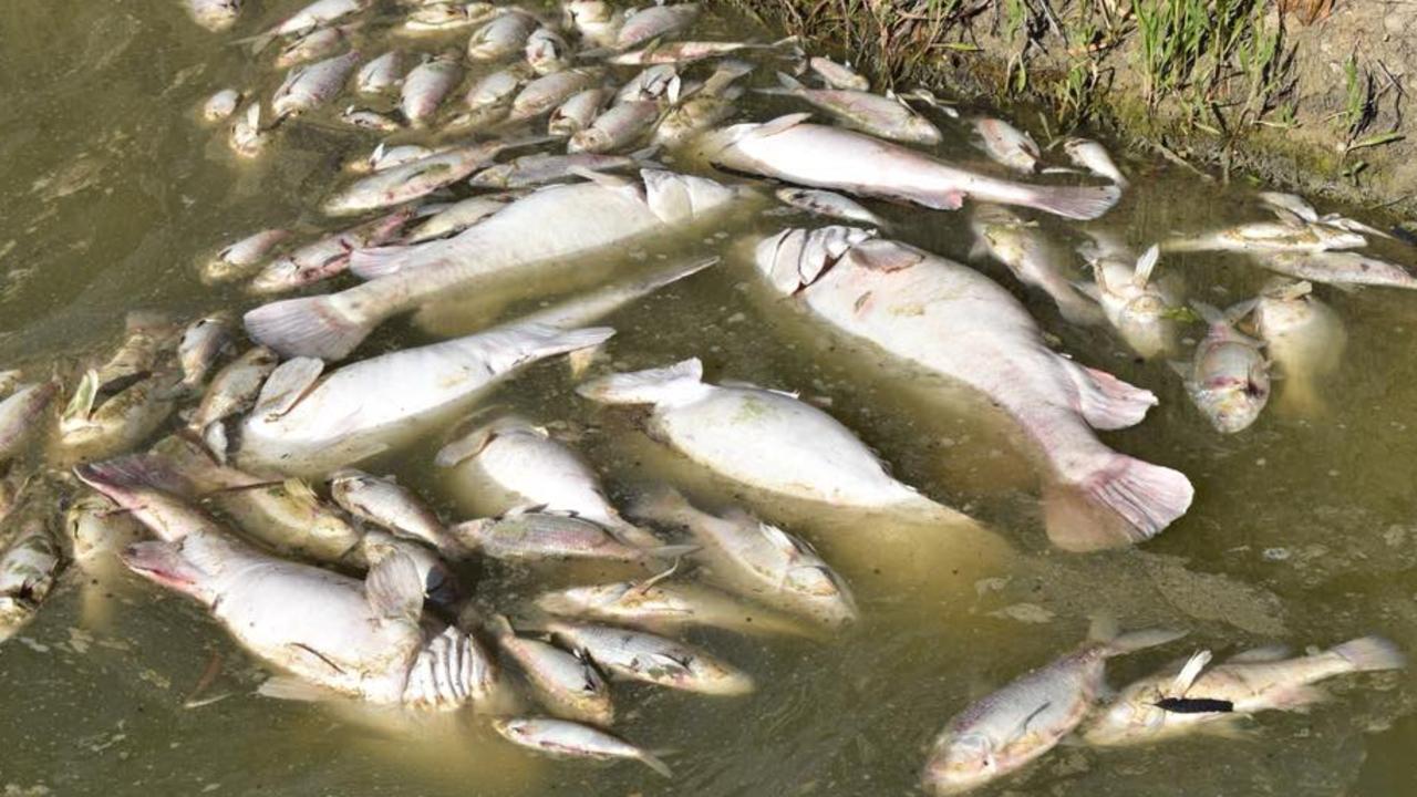 Dead fish in the Lower Darling River in New South Wales. Picture: Rod Mackenzie