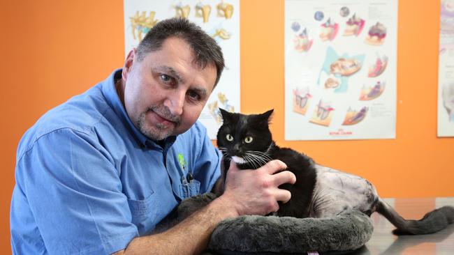 Veterinarian Dr Mazen Al-Obiadi with Sabrina, who is now looking for a home after a five week stint at Moorebank Vet Hospital. Picture: Robert Pozo