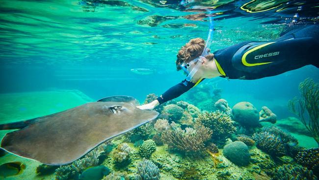 Snorkel with stingrays at Living Reef.