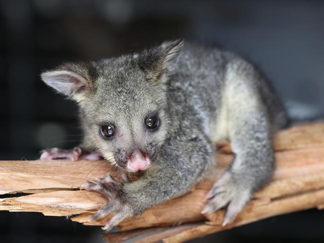 South Oakleigh Wildlife Shelter has been inundated with baby brushtails and ringtails. Rescued Keisha the 18 week old brush tail possum is being looked after at South Oakleigh Wildlife Shelter.                       Picture: David Caird