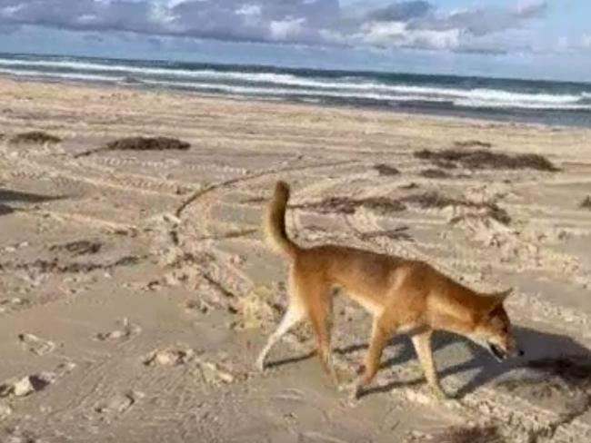 Tourist bitten in string of dingo attacks on K'gari (Fraser Island)(Supplied: Department of Environment and Science)