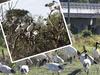 ‘Bin Chicken Boulevard’: Fresh fears for M1 ibis colony