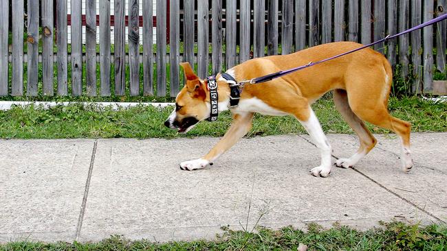 A fed-up resident has poisoned his nature strip to deter dog walkers from letting their pets on it. Photo: Mark Cranitch