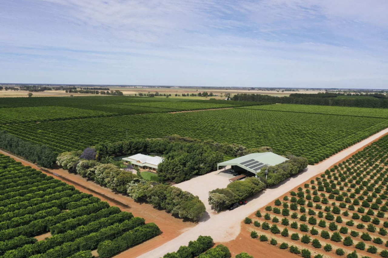 Riverina orchard sold in eight-figure deal