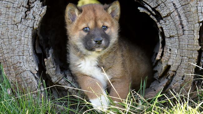 Dingo puppies at the Dingo Discovery Sanctuary and Research Centre in Toolern Vale. 5 week old pup, shortly heading up to Queensland's Australialia Zoo. Picture: Jay Town.