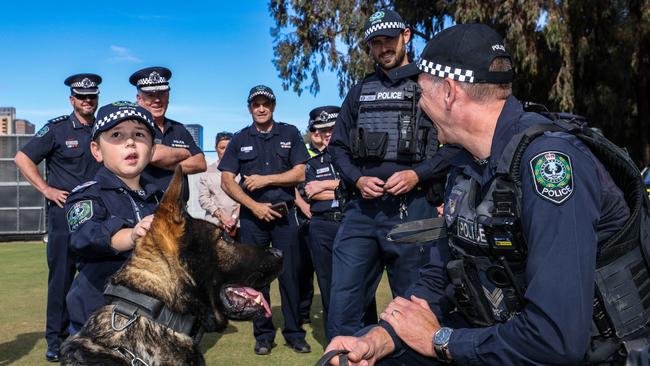 Sammy played a quick game of fetch with German Shepherd Bomber. Picture: Russell Millard