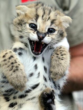 Cute, curious serval kittens at the Adelaide Zoo | The Advertiser