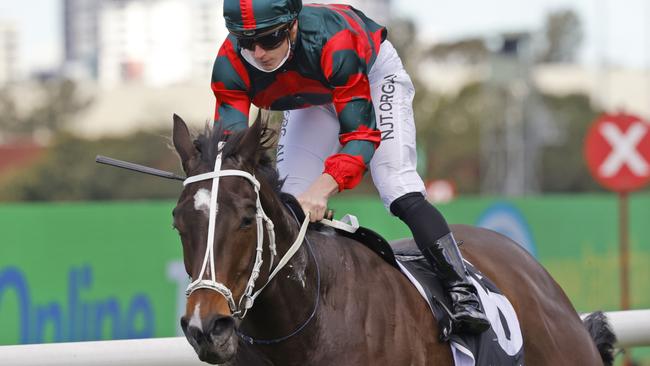 Yiyi is ready to peak third-up and get back to winning form. Picture: Getty Images
