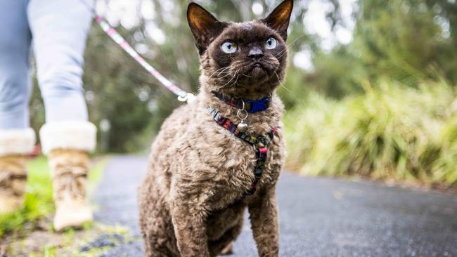 Cats on leashes might become a more common sight in Frankston if a 24 hour-curfew is introduced. Picture- Nicole Cleary