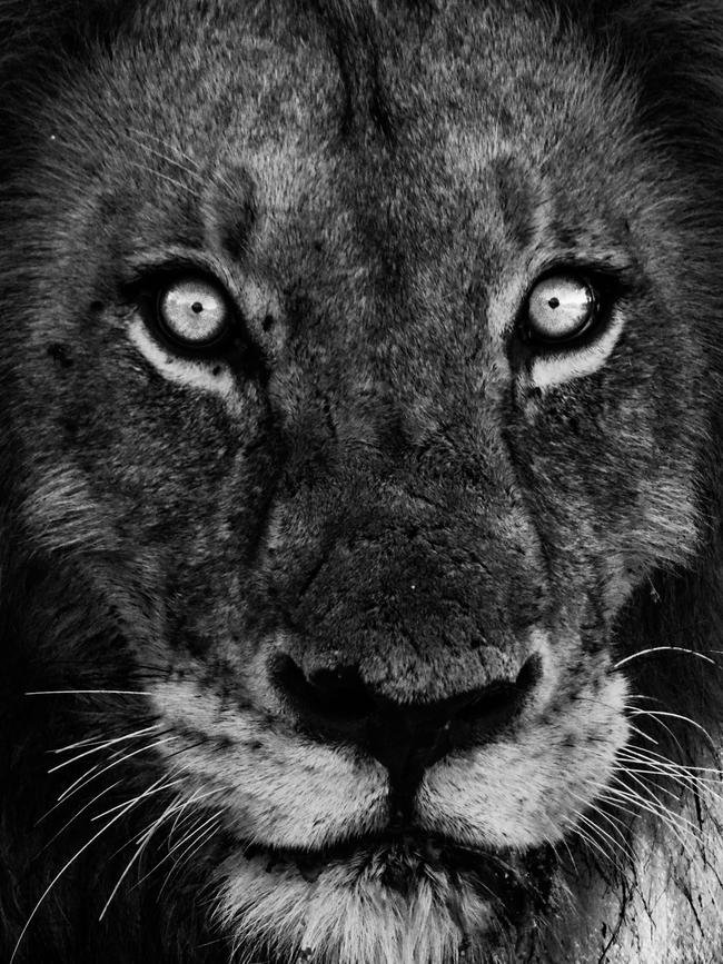 Lion front on. Steve Irwin’s 13-year-old son Robert demonstrates an exceptional talent behind the lens with a series of candid and close-up images of wildlife in their natural habitats. Picture: Robert Irwin