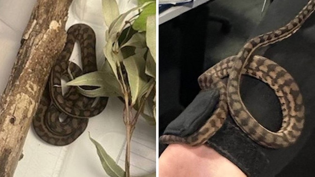 A small python was found down the pants of a woman while she was being arrested. Picture: Victoria Police.