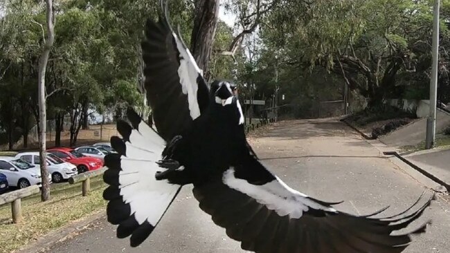 Ever been swooped by a magpie? Here’s a list of some of the most savage animal attacks on humans.