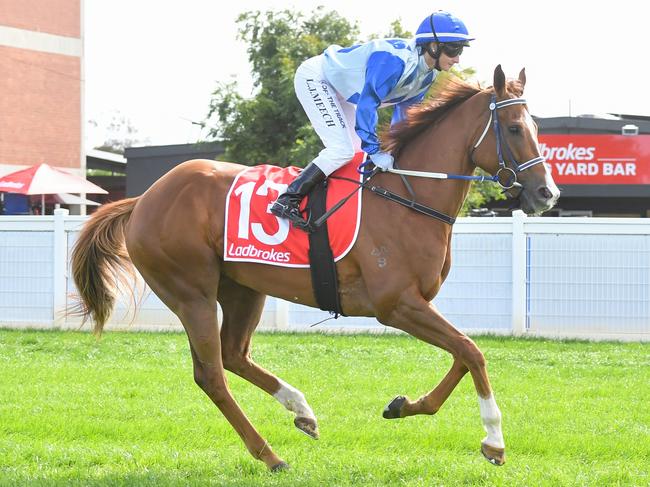 Mission Of Love on the way to the barriers prior to the running of  the Ladbrokes Geelong Cup at Geelong Racecourse on October 23, 2024 in Geelong, Australia. (Pat Scala/Racing Photos via Getty Images)