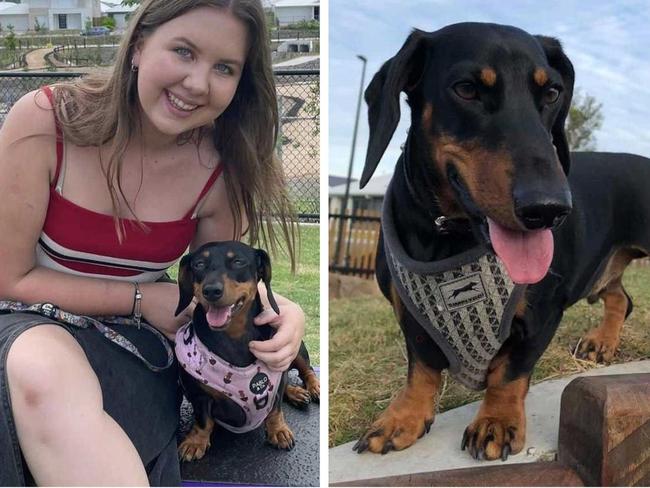 Pup mauled to death on walk