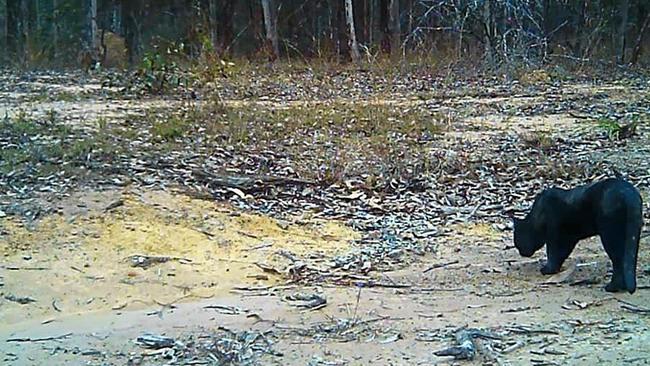 A very large black cat caught on camera at a Miva property in 2018. Picture: Contributed