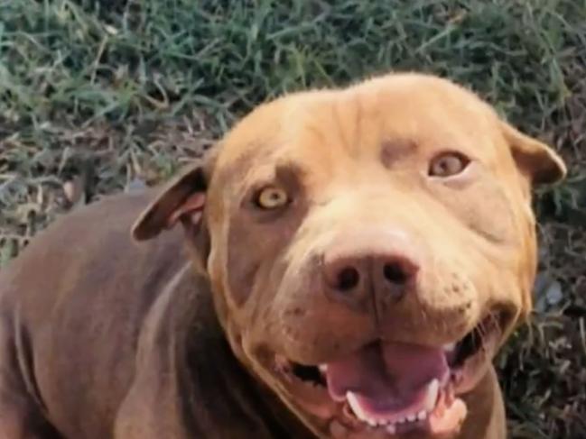 The family had owned the dog for eight years. Photo: 9 News