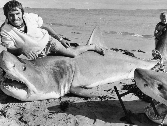 Vic Hislop with two 3m white pointer sharks he caught at Wiseman's Beach, SA on April 20 1985 (Pic by unidentified staff photographer)