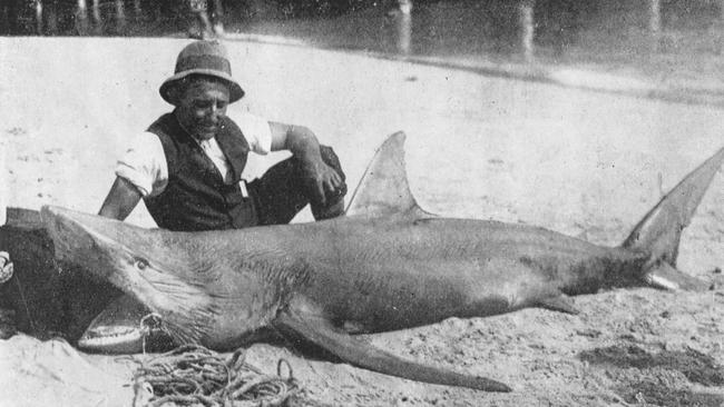 A shark caught at Manly in the early 1900s. Photo Northern Beaches Library