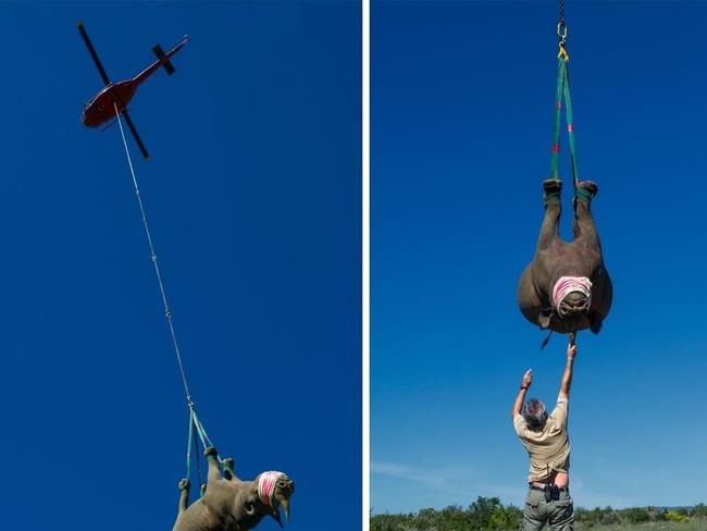 Real reason rhino hung from helicopter