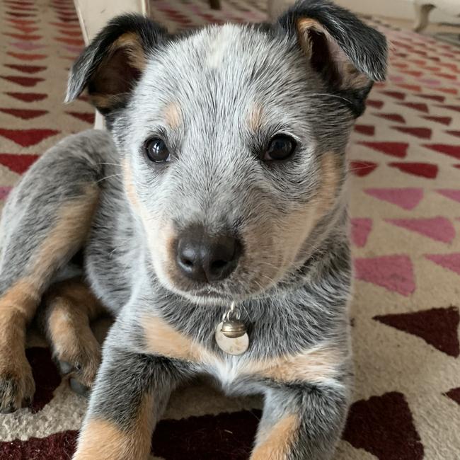 Sandy, of Lilyfield, captured on the first night at her new home. So much love. Picture: Lucy Toohey