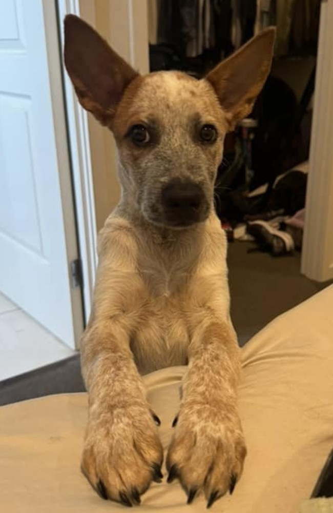 Moose: Claire Carson's 13 week old Red Cattle Dog