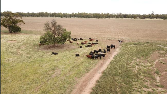 Lockdale has traditionally fattened about 150 trade steers a year.