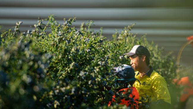 Blueberry picking underway.