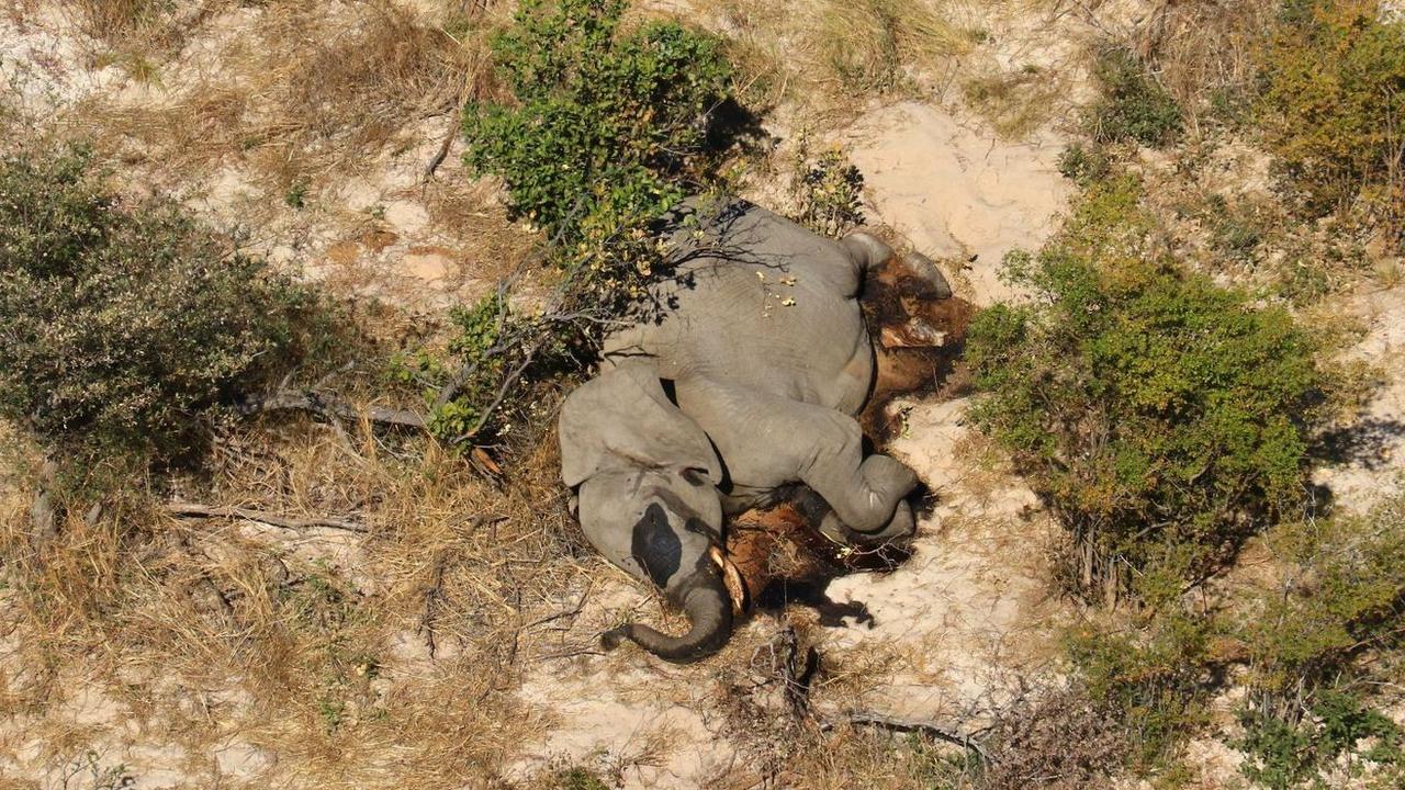 Hundreds Of African Elephants Mysteriously Dead In Botswana The Courier Mail
