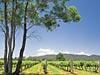 Mudgee vineyard