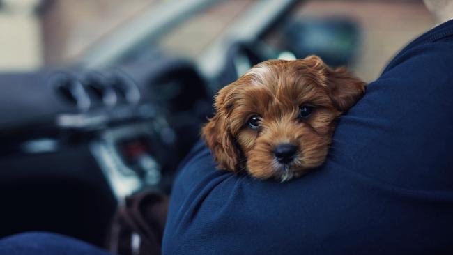 6. Having people or animals on your lap Children must always be seated in proper child restraints. Animals should be seated or restrained in an appropriate area of the vehicle. The RSPCA can also issue fines under The Prevention of Cruelty to Animals Act. If an animal is injured because it was unrestrained, owners could face up to six months’ jail and fines of up to $5,500.