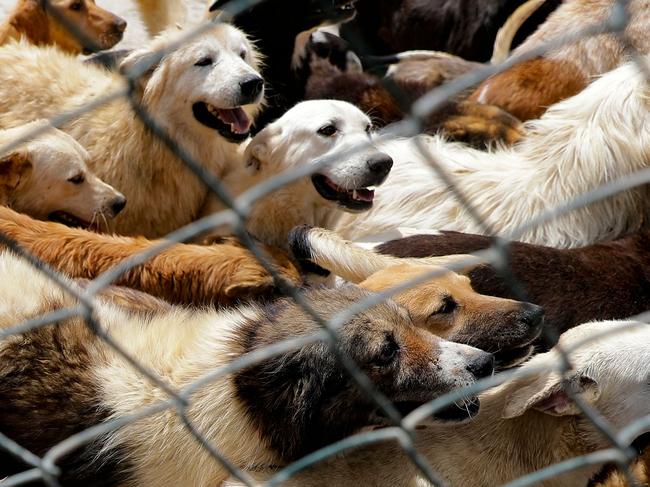 Rescued dogs are pictured at the Woof N'wags shelter on the outskirts of the village of Kfar Chellal, south of the Lebanese capital Beirut on April 30, 2021. - Tens of thousands of Lebanese have lost their jobs or seen their income reduced to a pittance due to Lebanon's worst economic crisis in decades. As many families struggle to stay afloat, activists say increasingly more pet owners are asking for help to feed or re-home their animals, selling them, or in the worst cases abandoning them. (Photo by JOSEPH EID / AFP)