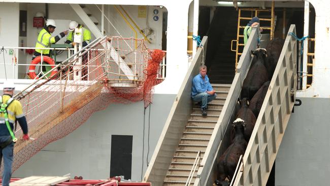 Live exports being loaded at Corio Quay. Picture: Alison Wynd