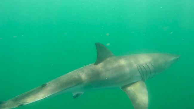 Ballina South Wall: A close-up brush with a killer bull shark | Daily ...